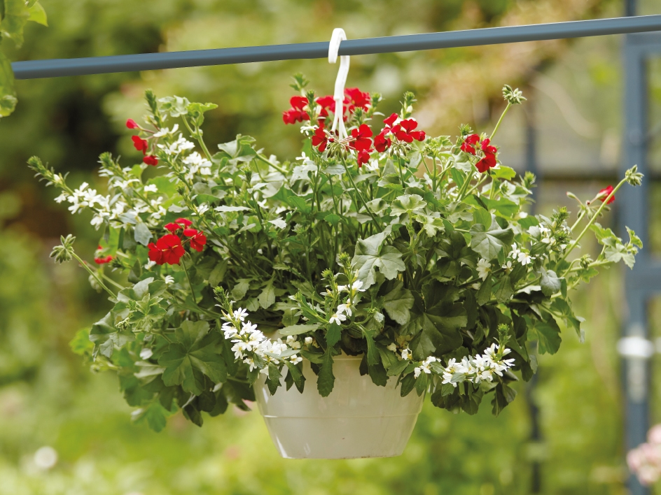 Ugens planter