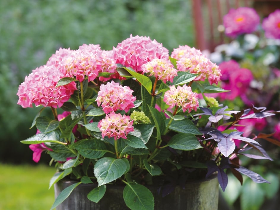 Ugens planter