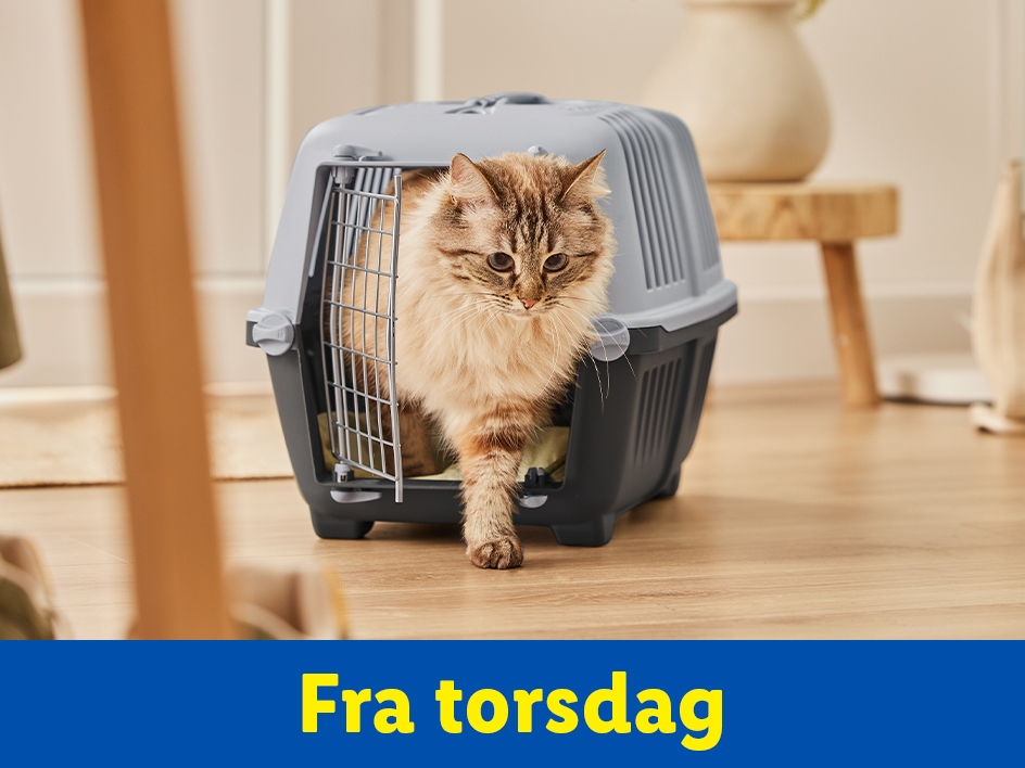 En kat kommer ud af en grå transportkasse. Fra torsdag.
