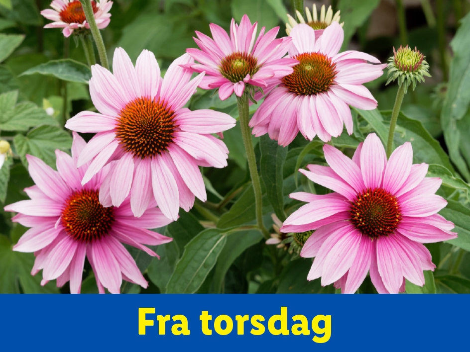 Pink coneflowers in full bloom, with text 'Fra torsdag' at the bottom.