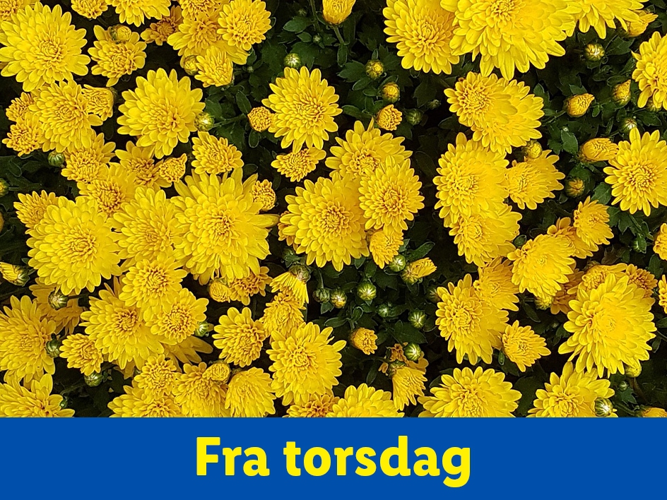 Gule krysantemum - Fra torsdag
