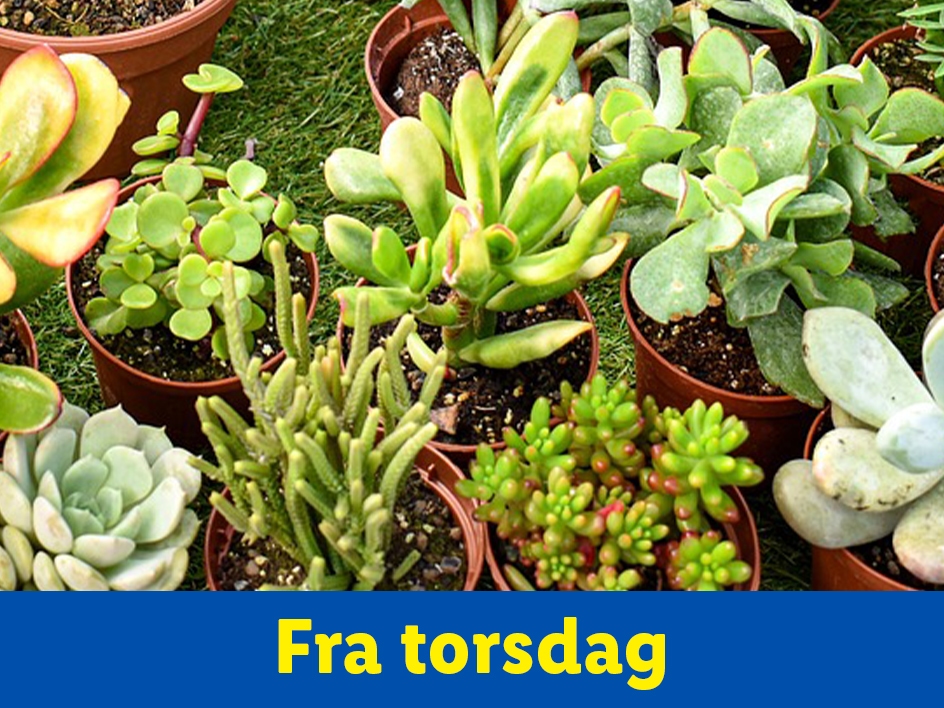 Sukkulenter i potter, til salg fra torsdag.