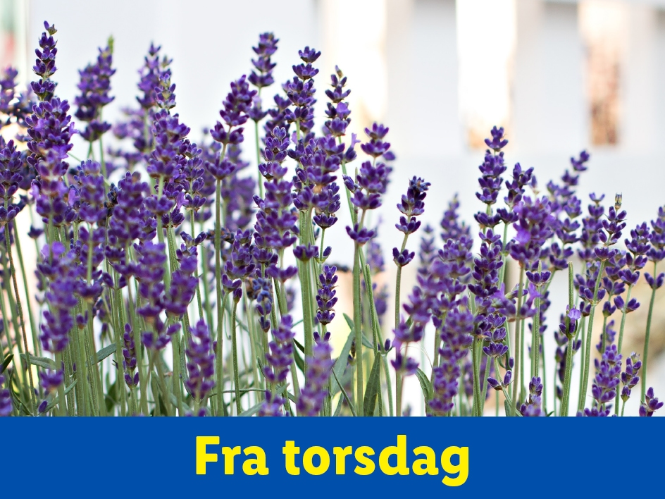 Lavendelblomster med teksten 'Fra torsdag' nederst.