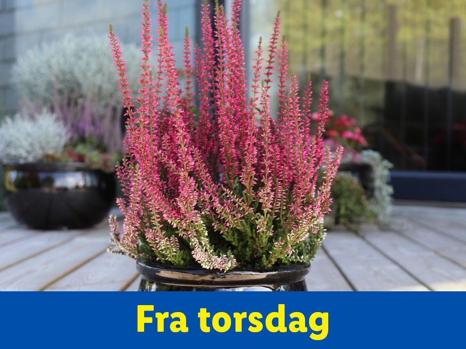 En potte med lyserøde lyngblomster på et trædæk.