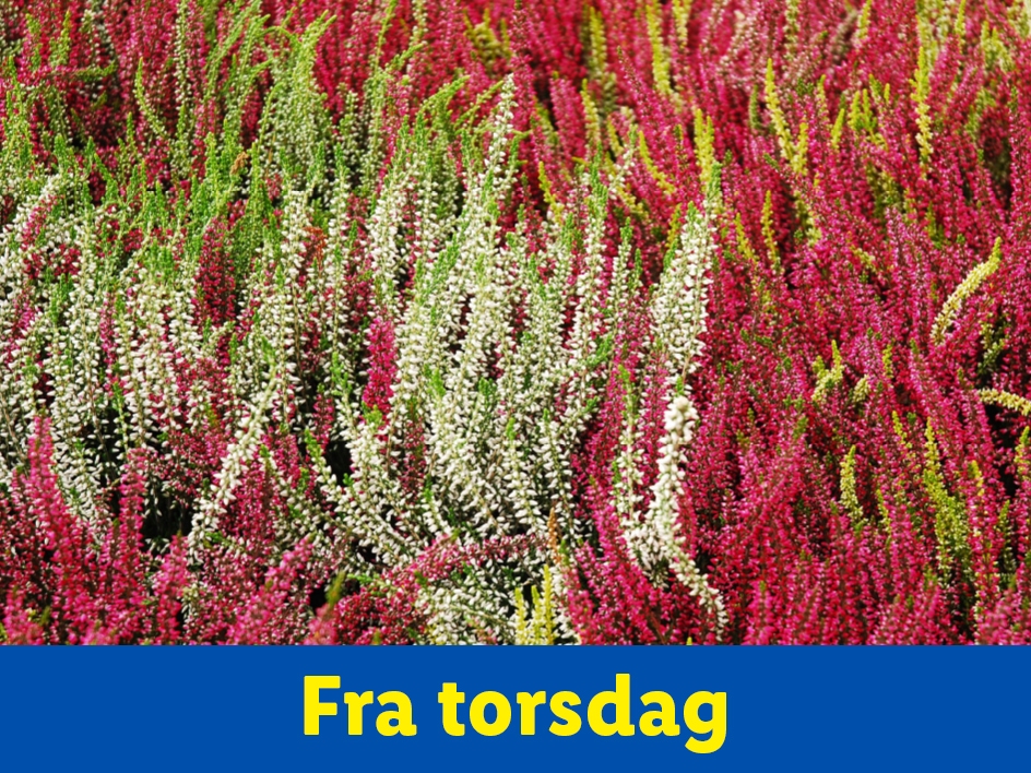 Et tæppe af hvid, lyserød og rød lyng med teksten 'Fra torsdag'.