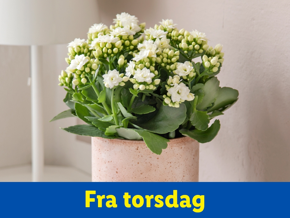 En hvid blomstrende plante i en potte med teksten 'Fra torsdag'.