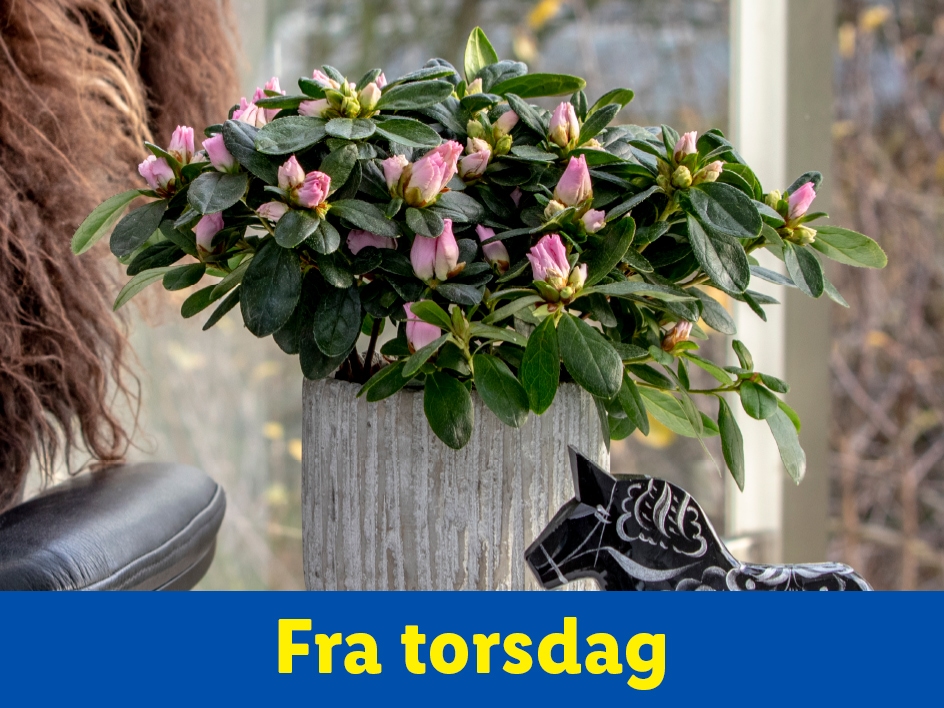 En potteplante med lyserøde blomsterknopper og en sort hestefigur.