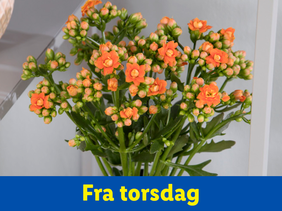 En buket orange blomster med grønne blade og teksten 'Fra torsdag' på en blå baggrund.