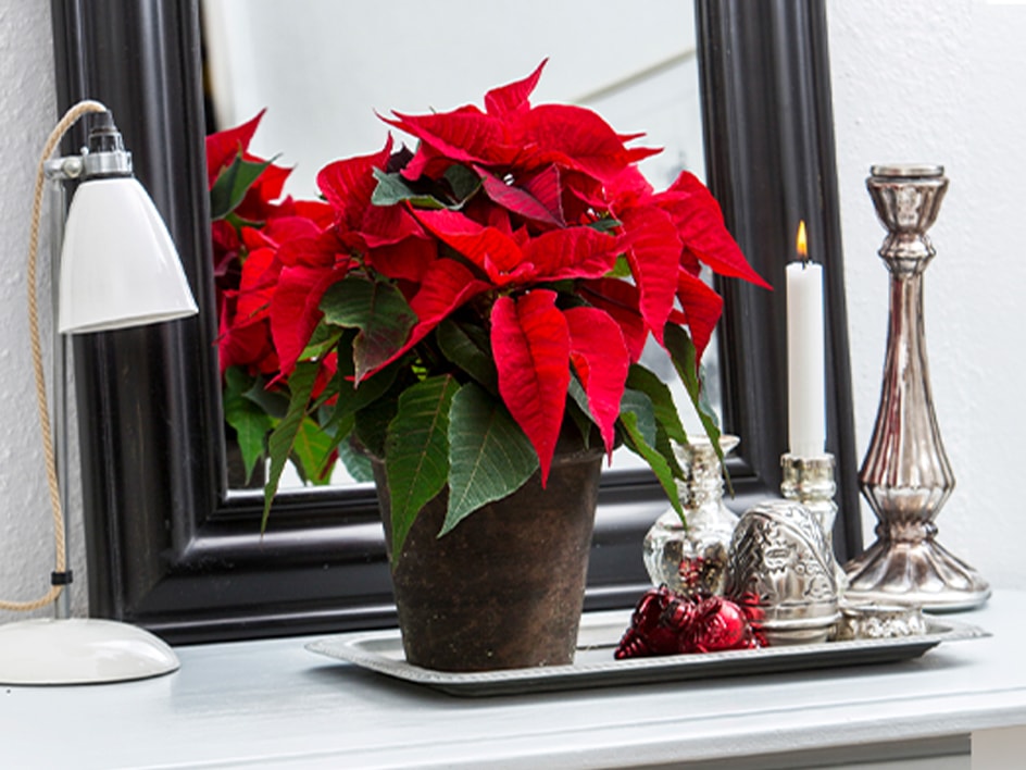 Planter – Den magiske juletid
