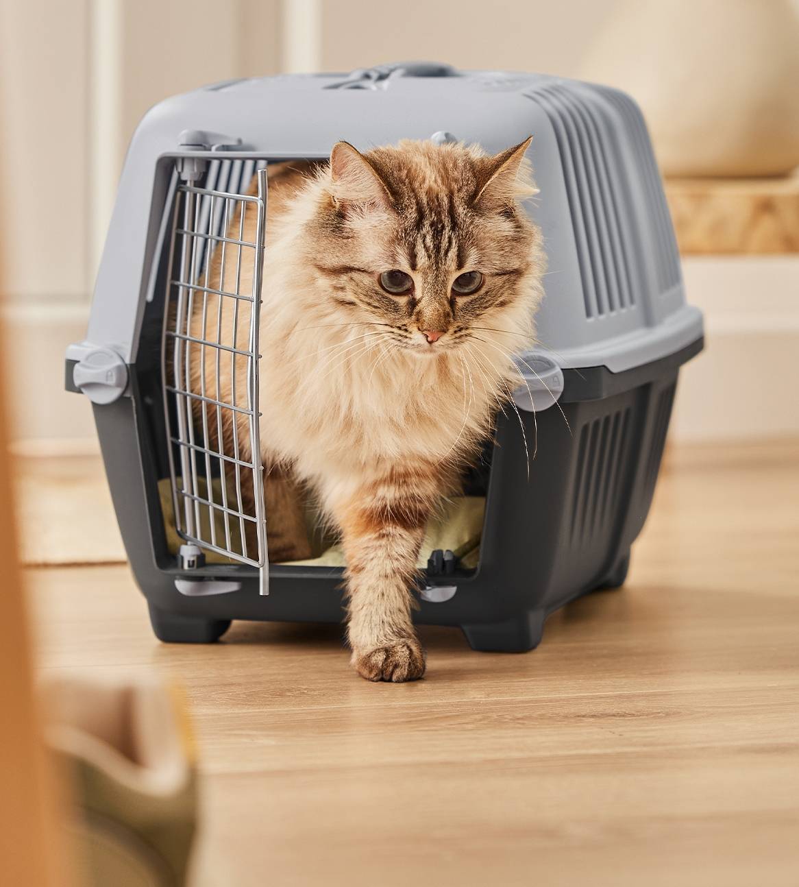 En langhåret kat kommer ud af sin grå transportkasse.